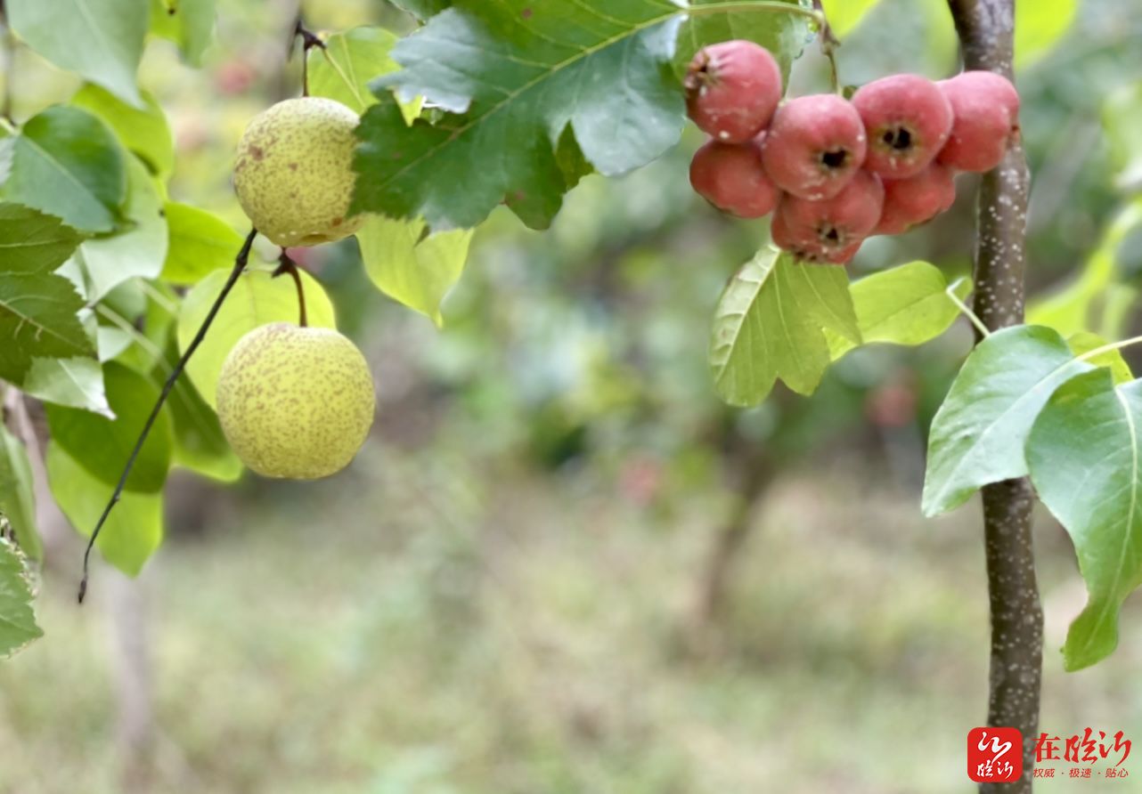 近郊游走平邑天宝山的果子熟了