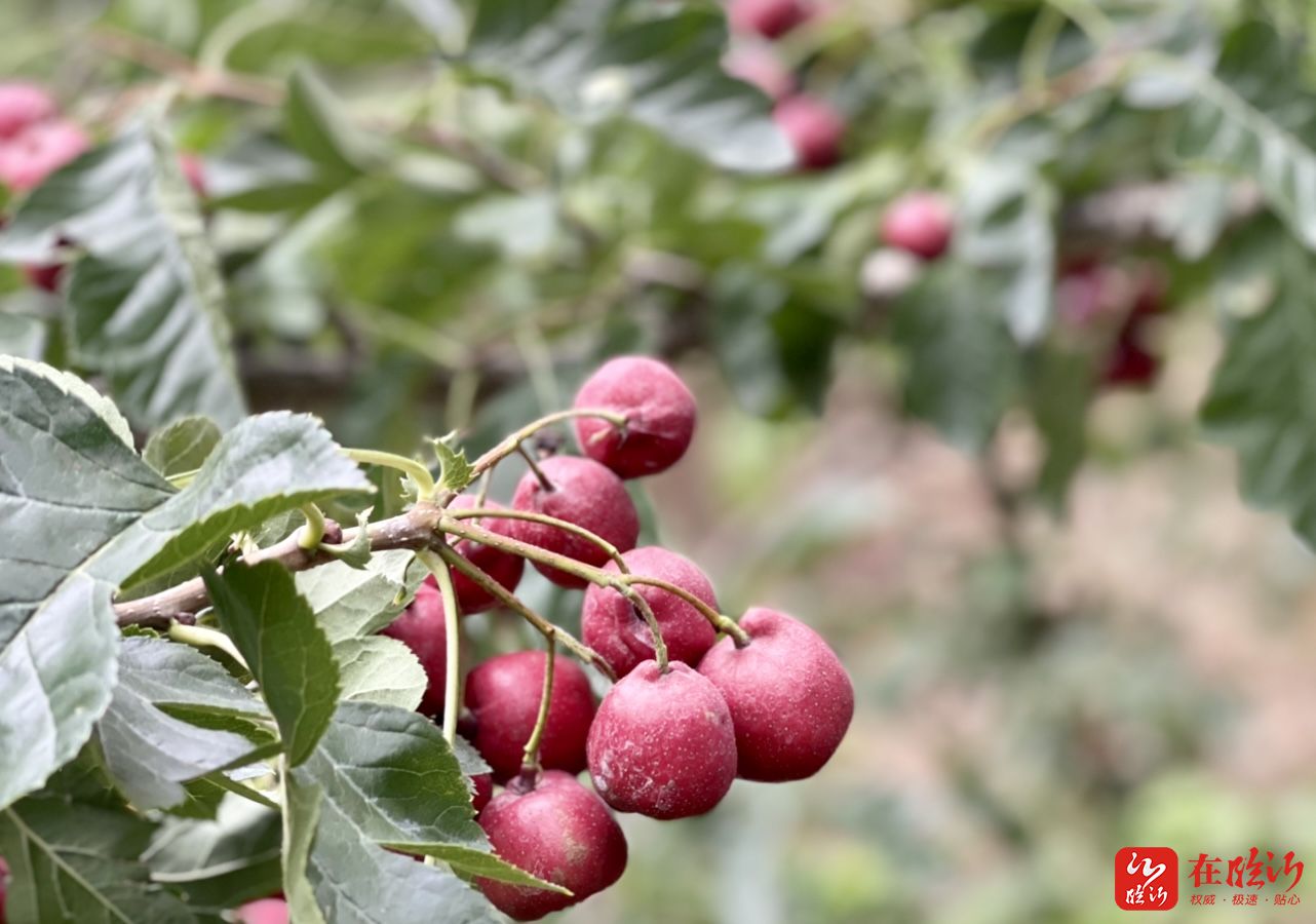 近郊游走平邑天宝山的果子熟了