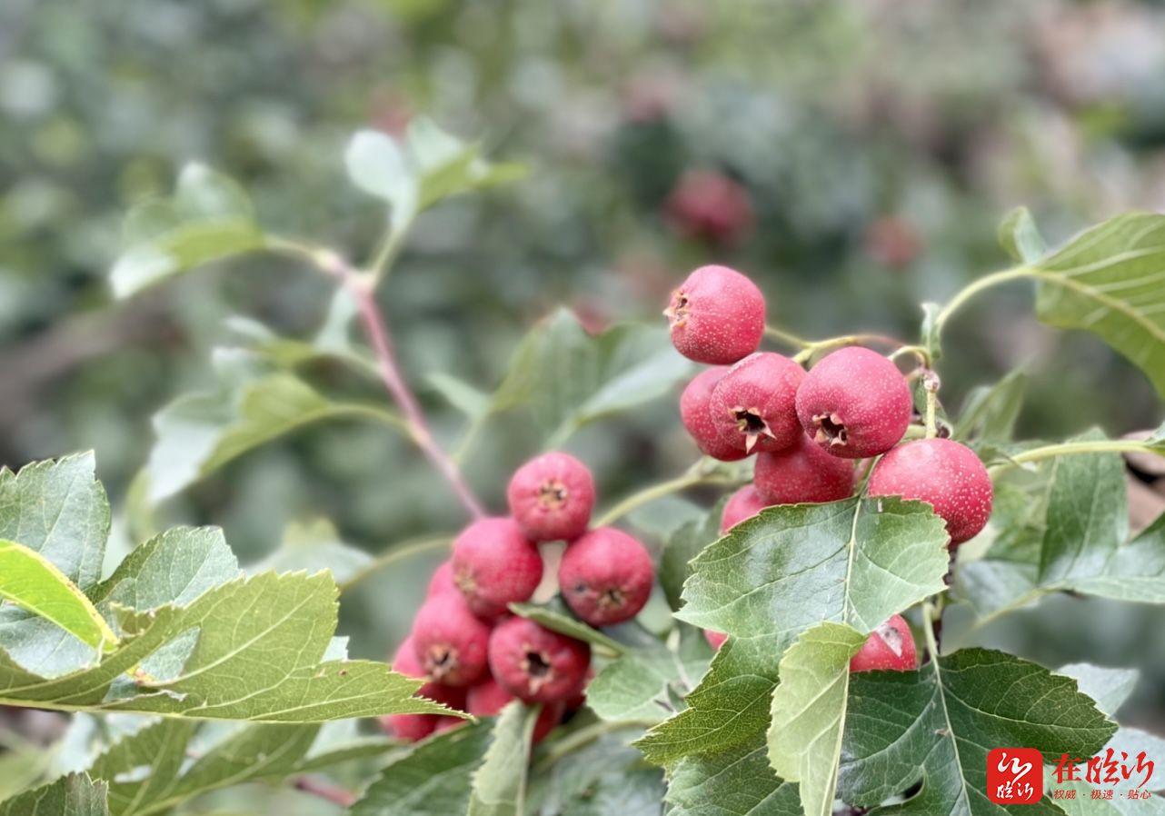 近郊游走平邑天宝山的果子熟了