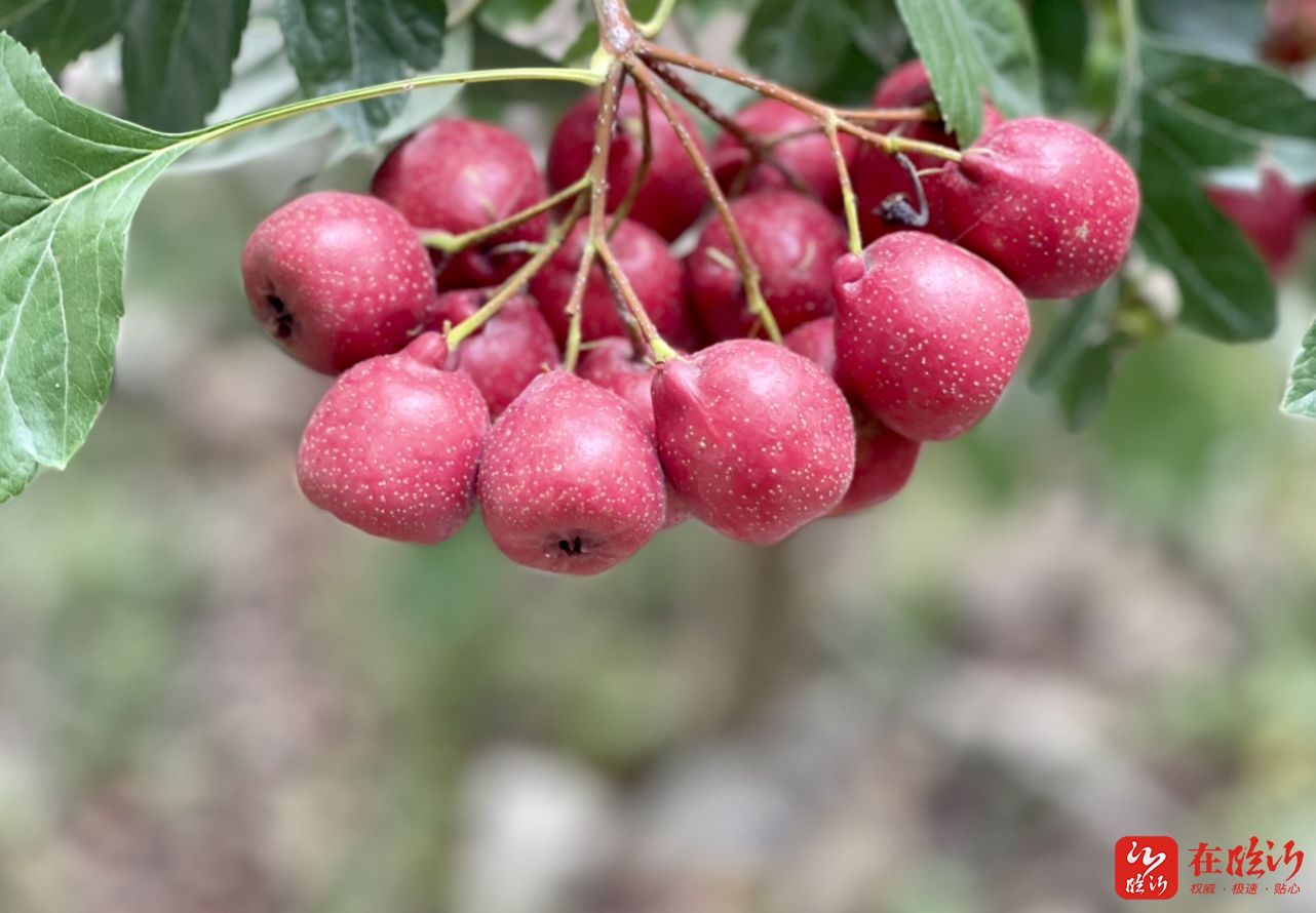 近郊游走平邑天宝山的果子熟了