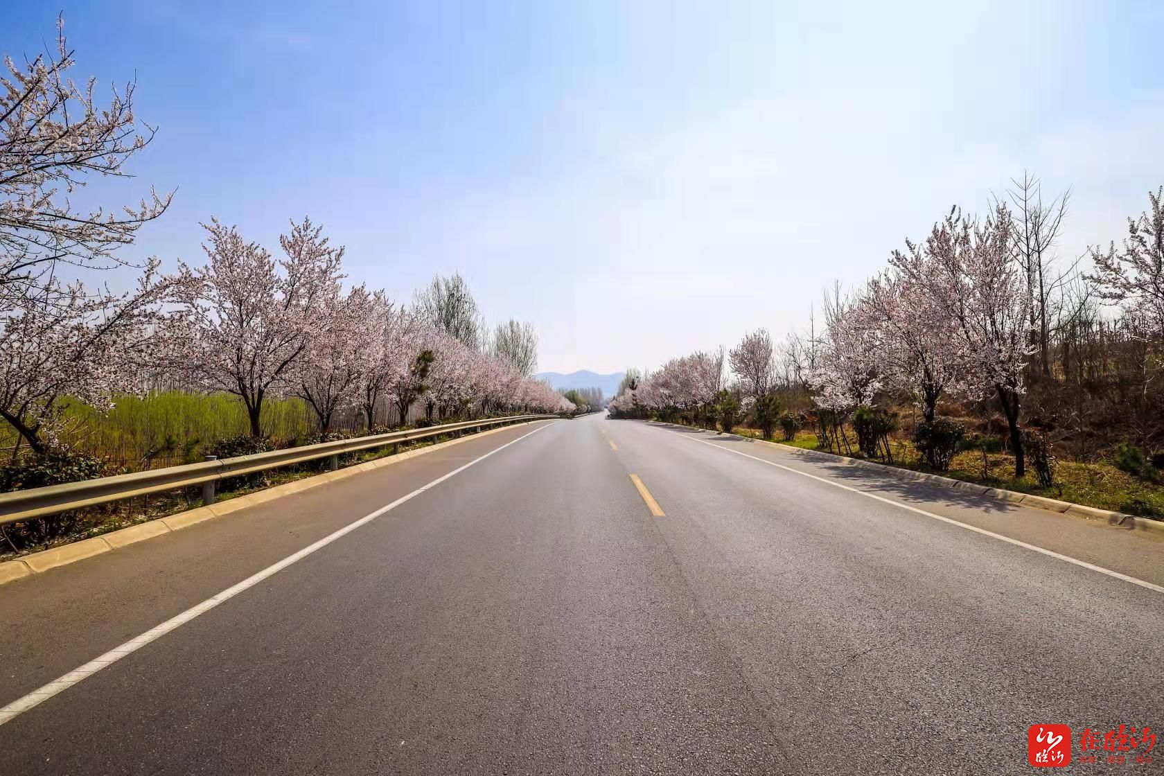 连日来,行驶在临沂市国省道干线公路上,紫叶李,桃花等竞相绽放,处处