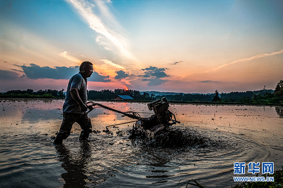 光影里的田间劳动者演绎暮春绝美画面