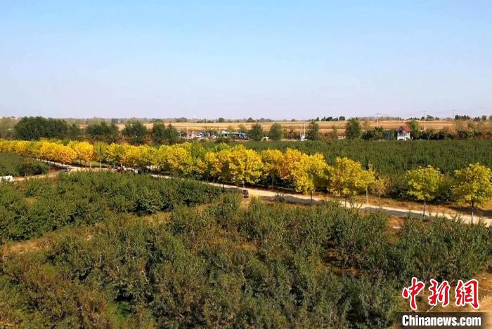 图为当地成片的桃林。临沭融媒 供图