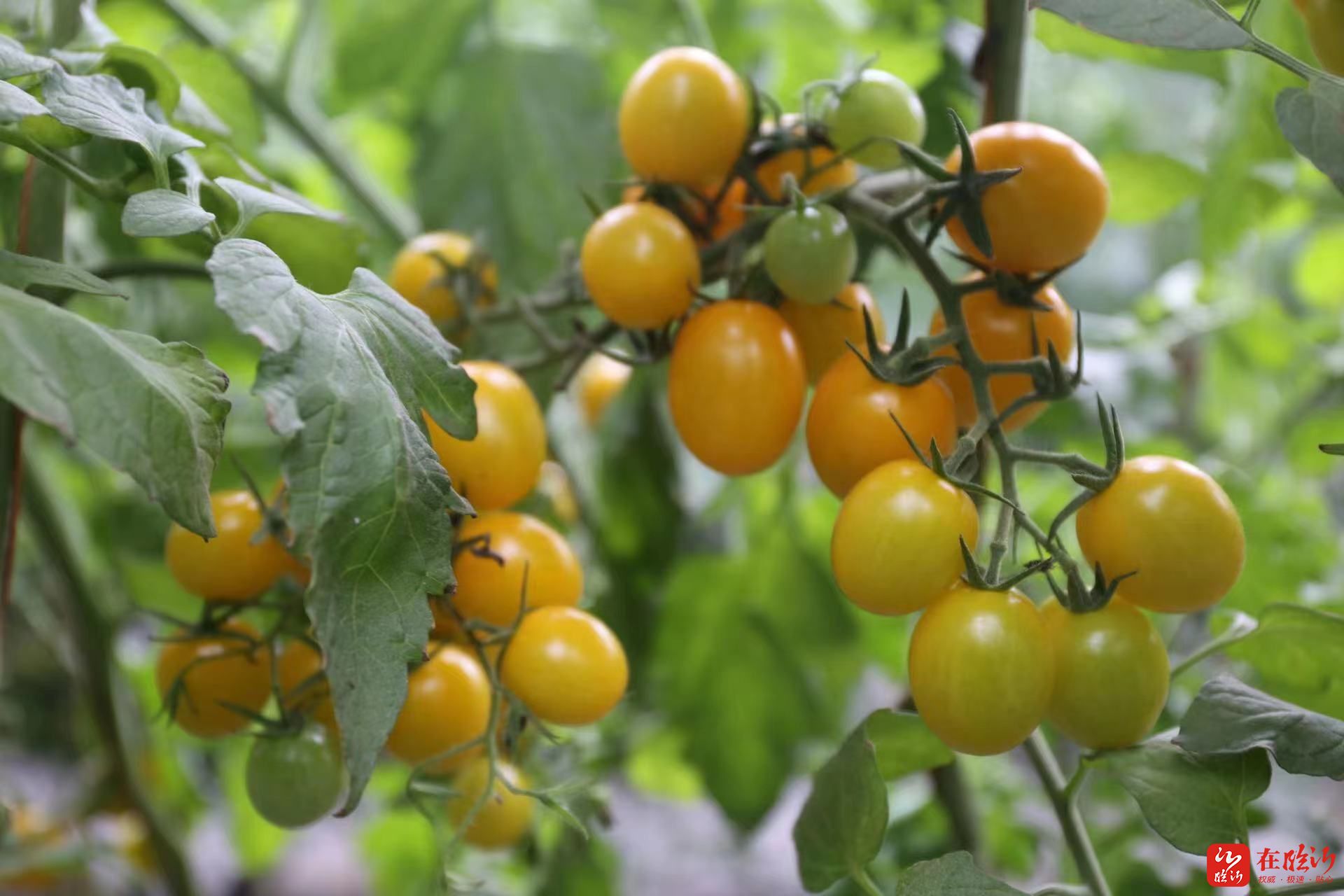 临报费县新闻胡阳喜柿柿柿如e胡阳镇举办费县第九届胡阳西红柿节