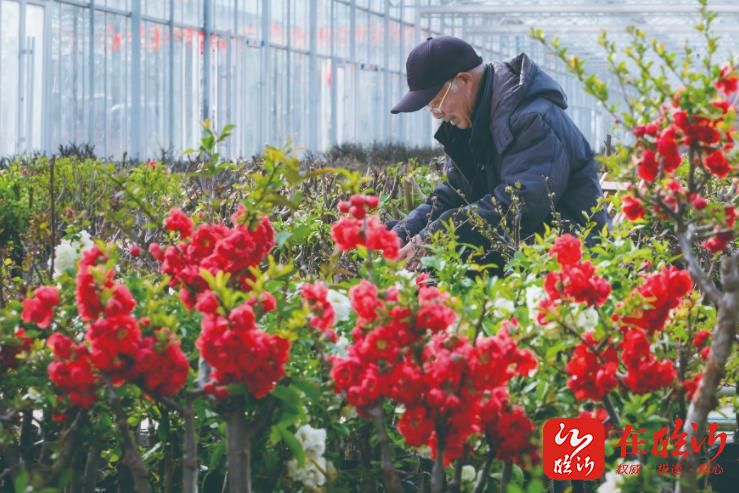 山东临沂盆栽海棠基地图片