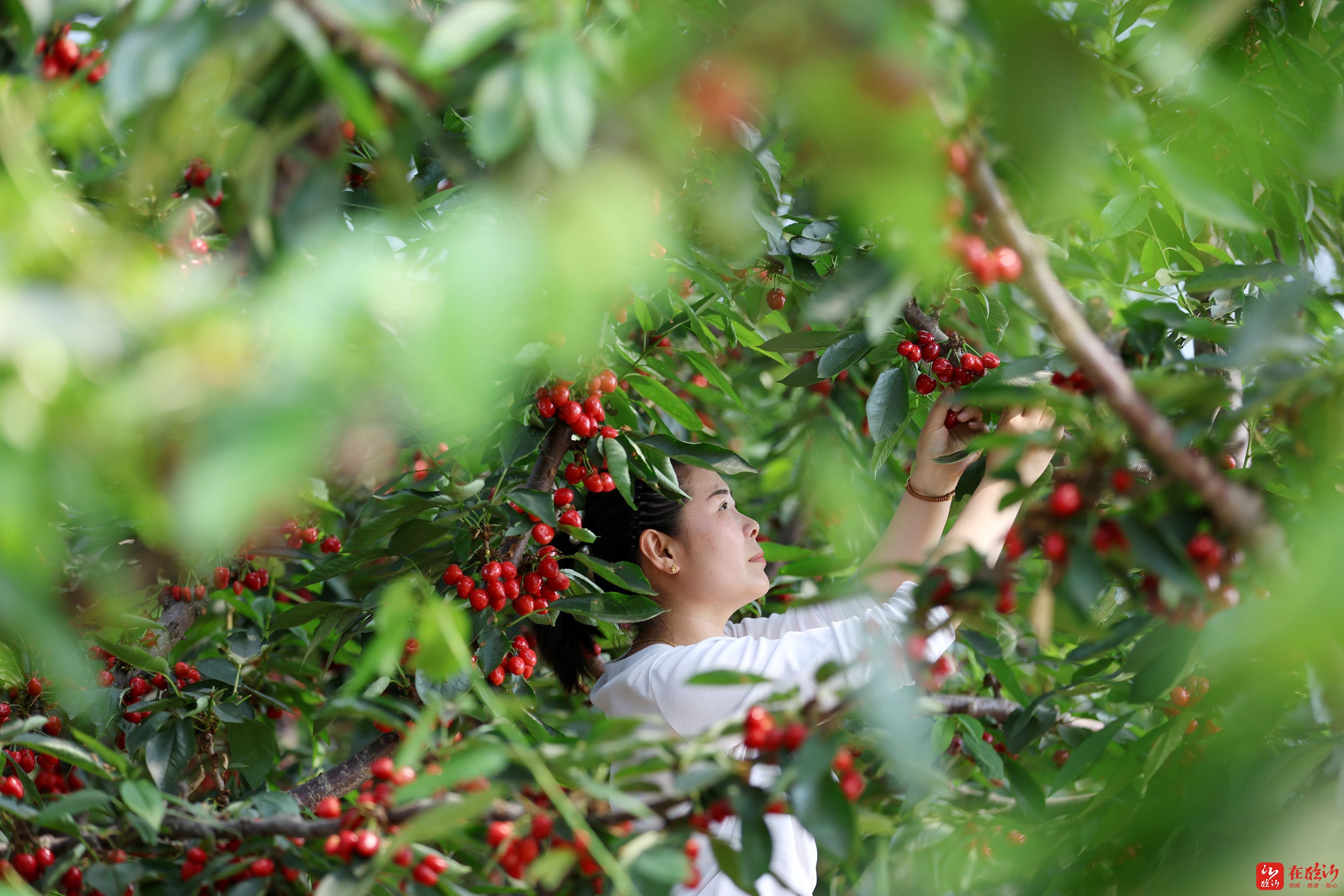 郯城:初夏樱桃红-在临沂