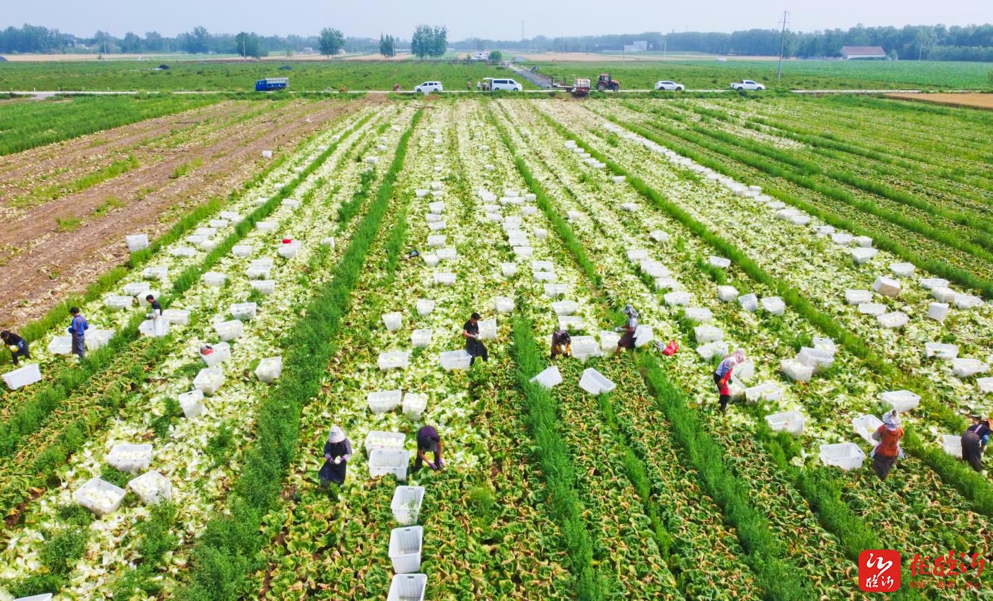 宏源农业农民专业合作社蔬菜种植基地内,人们正忙着收获成熟的娃娃菜