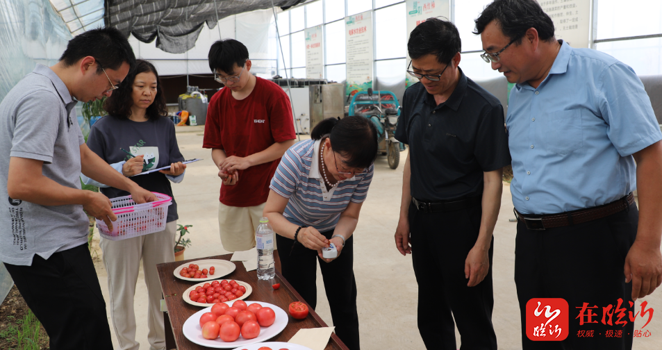 临沂市农科院口感番茄轻简化栽培集成示范新品种观摩会举行 在临沂