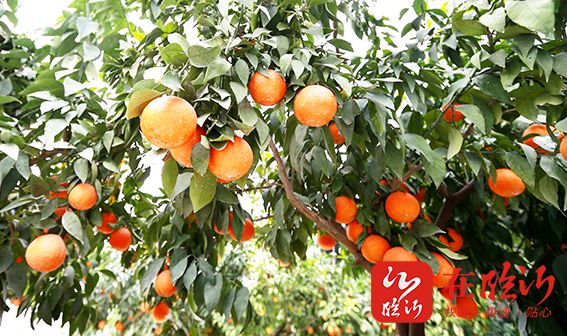 伟德bv1946官网-三亚“减脂黄瓜”节前抢鲜上市