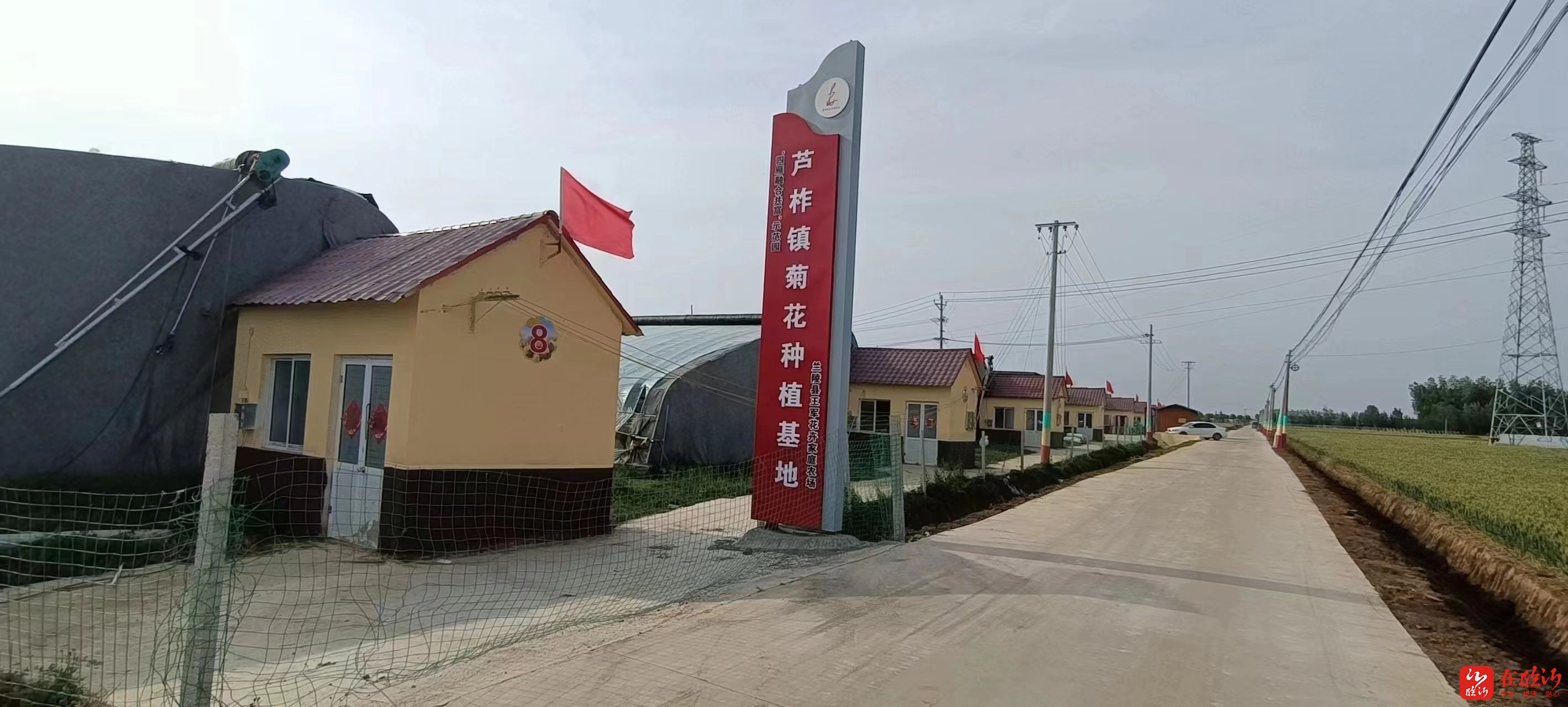 一镇一业成大业丨兰陵县芦柞镇1000万支菊花绽放乡村振兴路