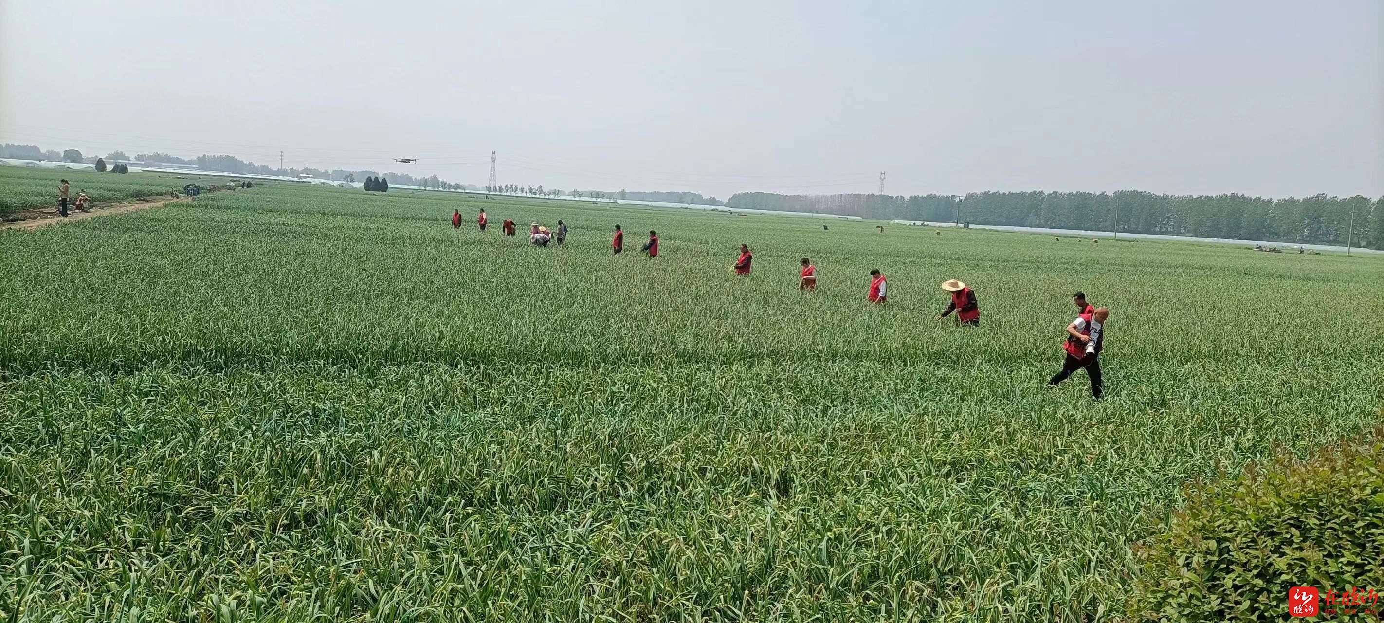 兰陵县蔬菜种植基地图片