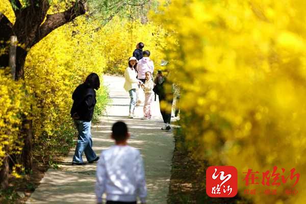 清明假期临沂文旅市场春潮涌动精品民宿一房难求