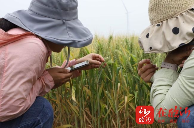 先后育成临麦2号,4号,9号,13号,14号和临紫麦1号,临蓝麦1号等7个新